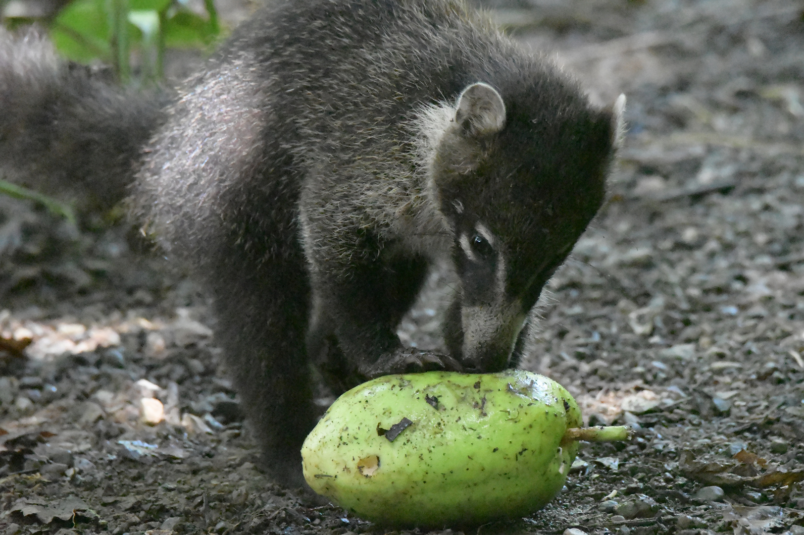 Weissrüssel-Nasenbär