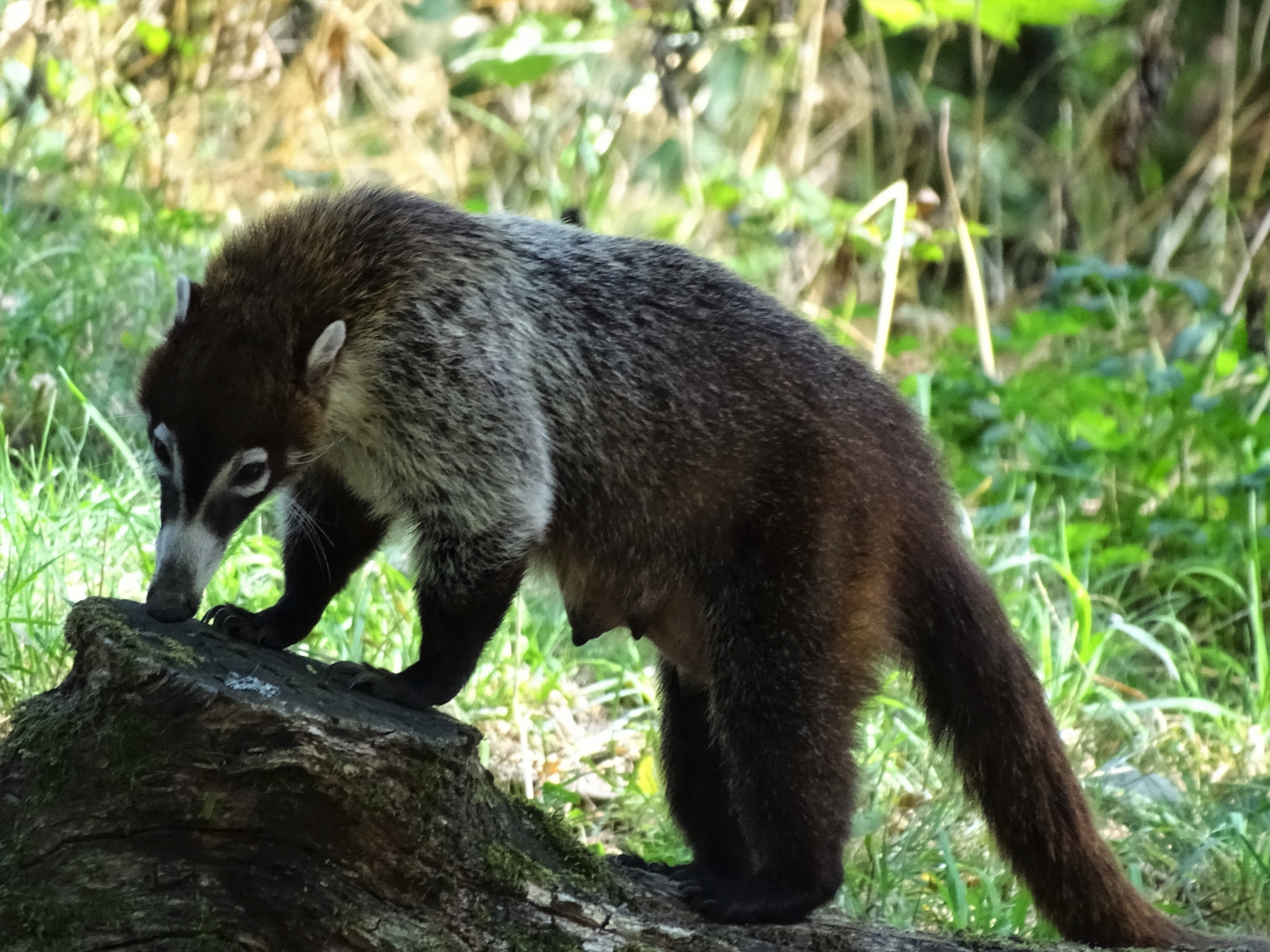 Weißrüssel-Nasenbär (Nasua narica)