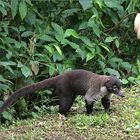 weißrüssel-nasenbär / white-nosed coati / nasua narica (55 cm)