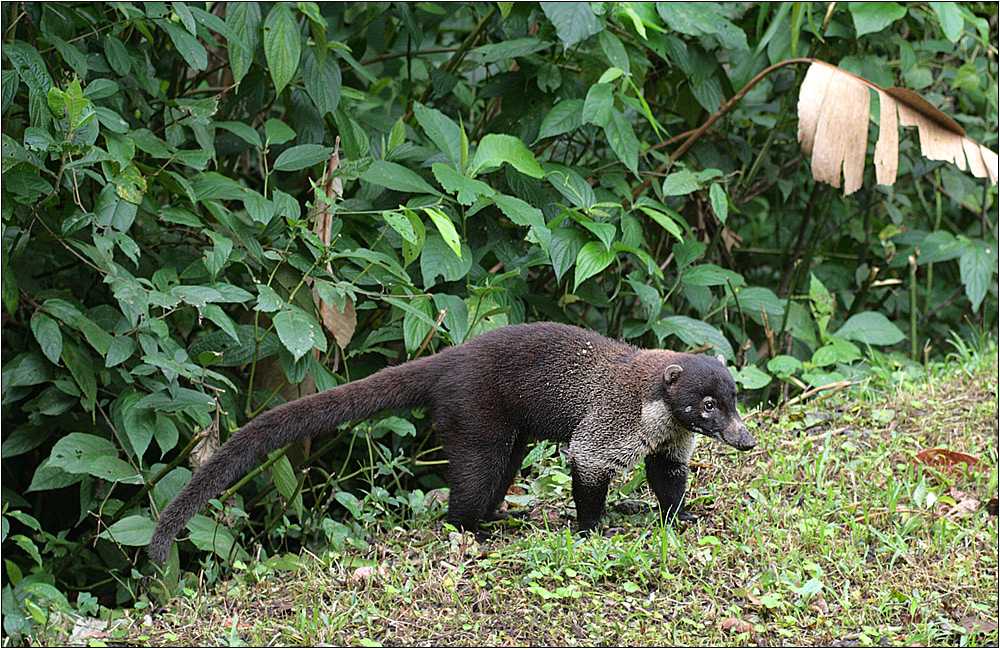 weißrüssel-nasenbär / white-nosed coati / nasua narica (55 cm)