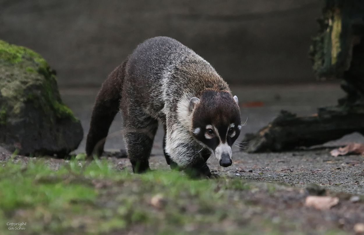 Weißrüsselnasenbär