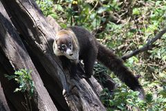 Weißrüsselnasenbär, Costa Rica