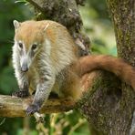 Weißrüsselnasenbär: Erste Begegnung 01