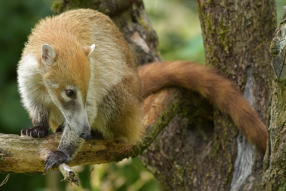 Weißrüsselnasenbär: Erste Begegnung 03