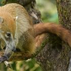 Weißrüsselnasenbär: Erste Begegnung 03