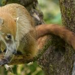 Weißrüsselnasenbär: Erste Begegnung 03