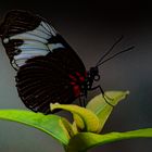 Weißsäumiger Passionsfalter, Heliconius sapho leuce