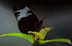 Weißsäumiger Passionsfalter, Heliconius sapho leuce