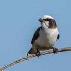 Weissscheitelwürger (Eurocephalus anguitimens)