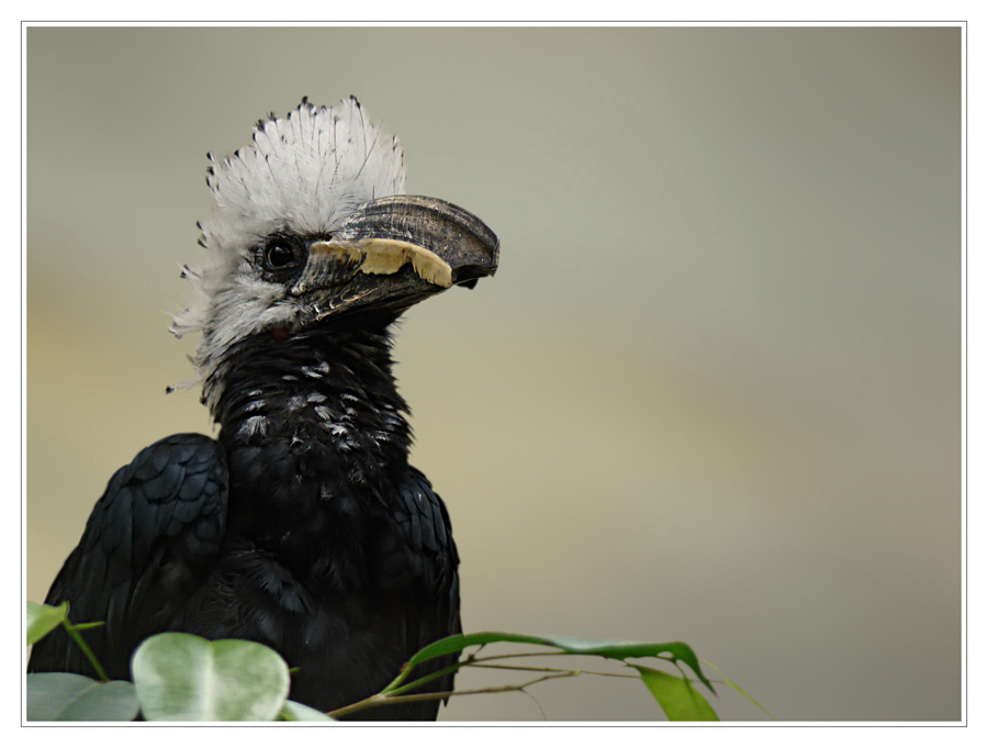 Weißschopf-Hornvogel