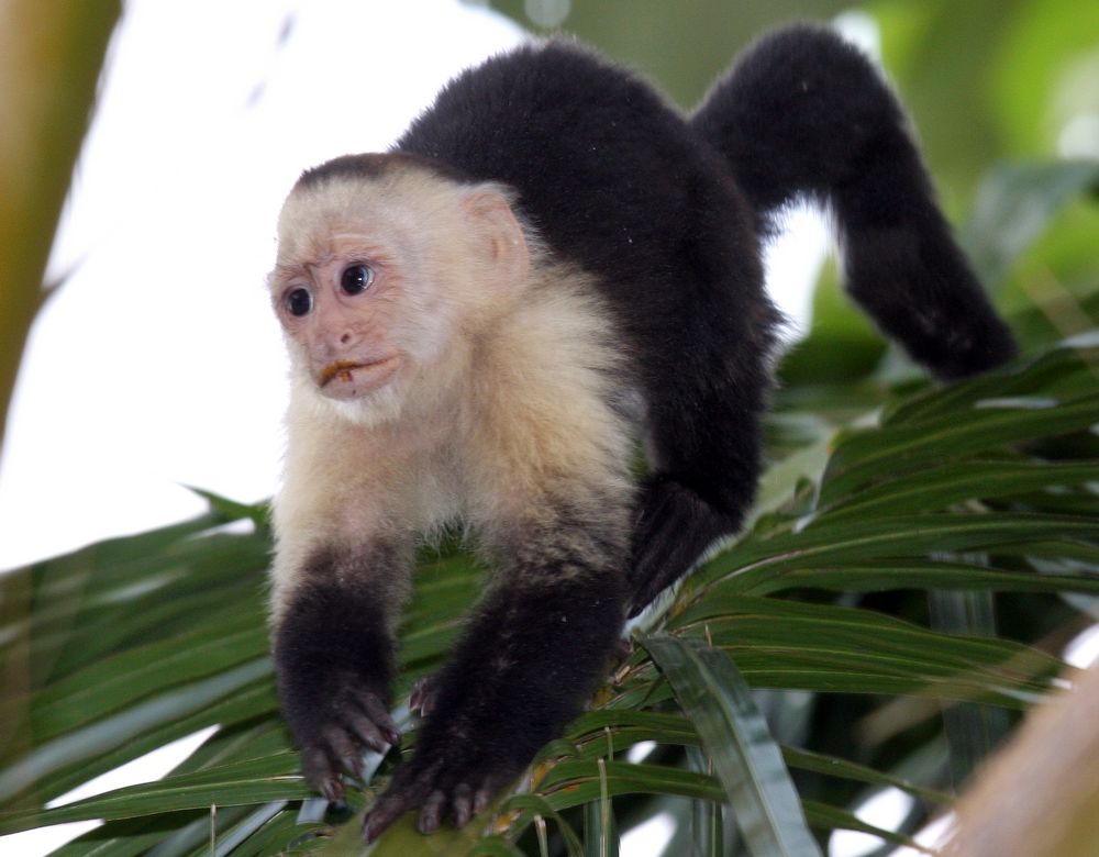 Weißschulterkapuziner (Cebus capucinus), Manuel Antonio, Costa Rica