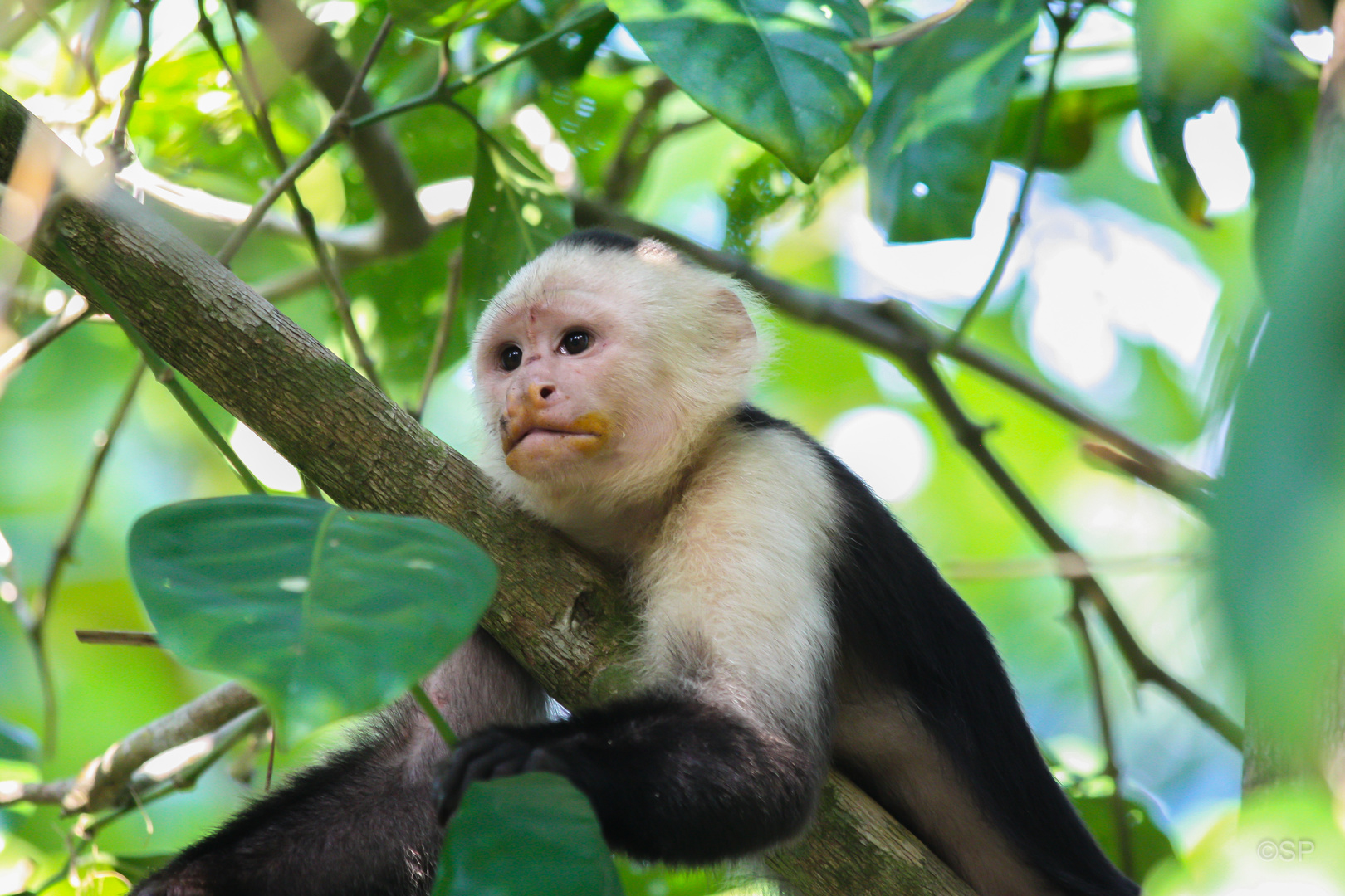 Weißschulterkapuziner (Cebus capucinus), Parque Nacional Corcovado, Costa Rica