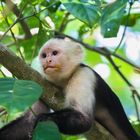 Weißschulterkapuziner (Cebus capucinus), Parque Nacional Corcovado, Costa Rica