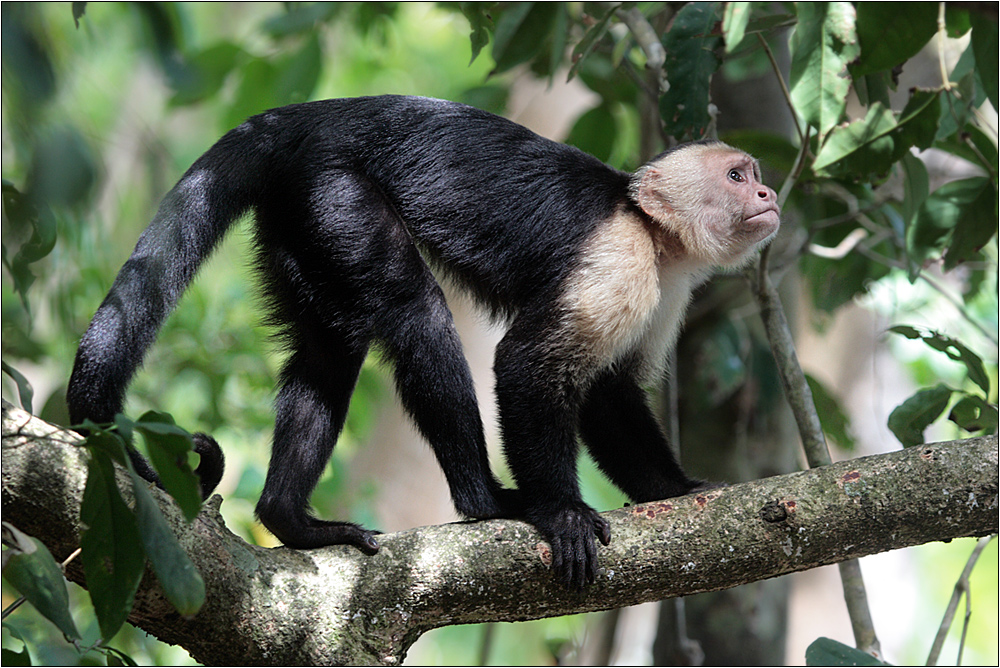 weißschulterkapuziner / white-faced monkey / cebus capucinus (40 cm)