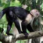 weißschulterkapuziner / white-faced monkey / cebus capucinus (40 cm)