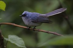 Weißschwanz-Blauschnäpper