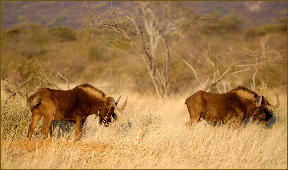 Weißschwanz-Gnus