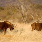 Weißschwanz-Gnus