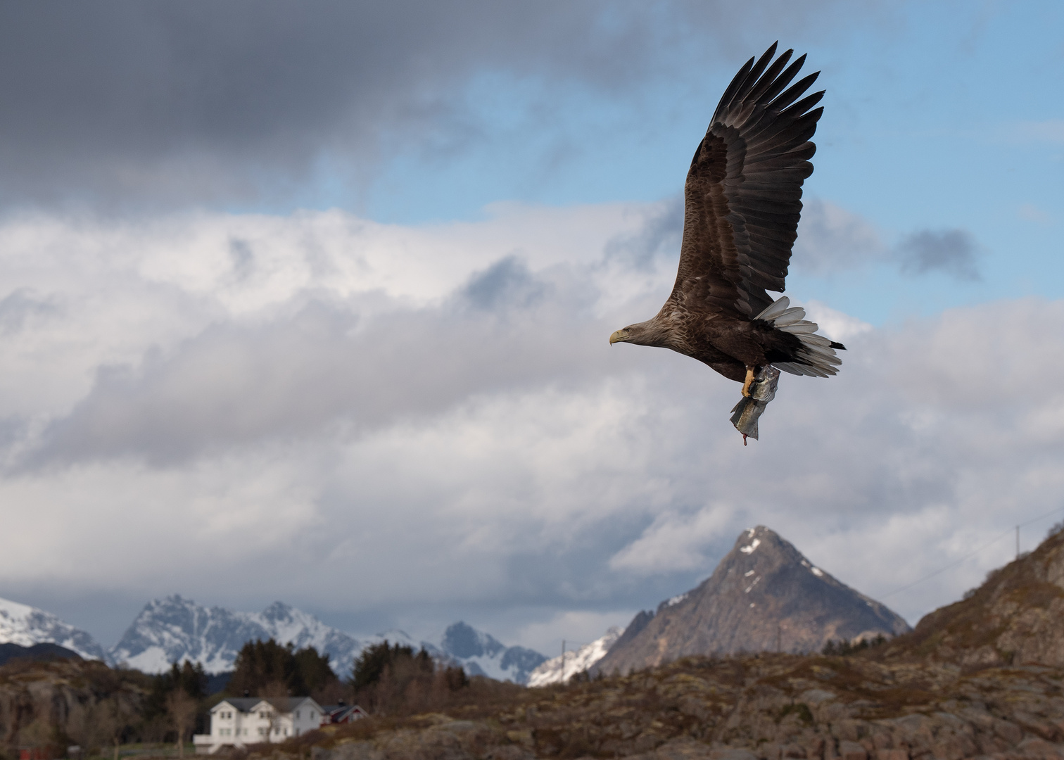 Weissschwanz-Seeadler