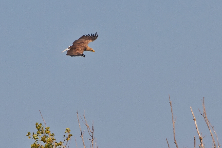 Weißschwanz-Seeadler