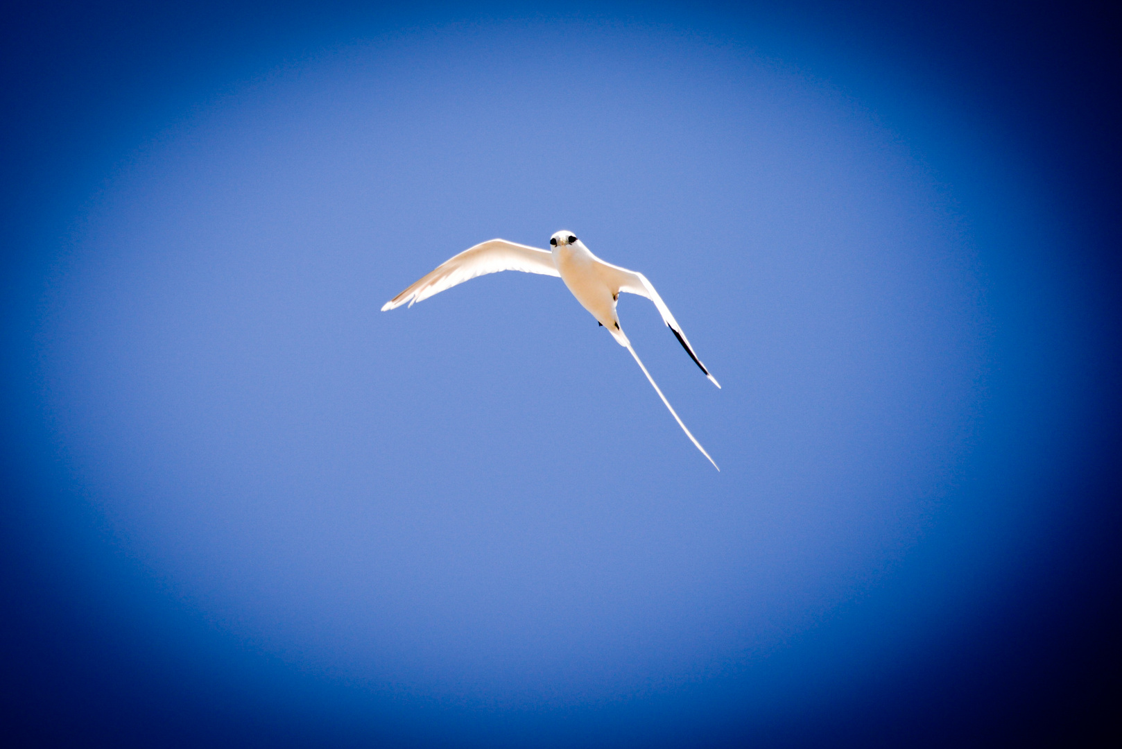 Weissschwanz-Tropikvogel auf Flat Island, Mauritius