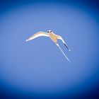 Weissschwanz-Tropikvogel auf Flat Island, Mauritius