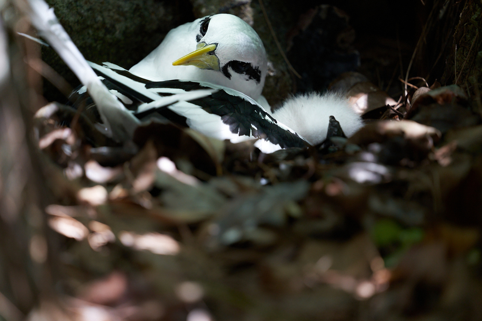 Weißschwanz-Tropikvogel beim Brüten