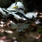 Weißschwanz-Tropikvogel beim Brüten