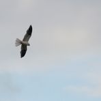 Weißschwanzaar - White-tailed Kite (Elanus leucurus)