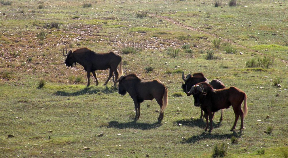 Weißschwanzgnu ("Black Wildebeest" )