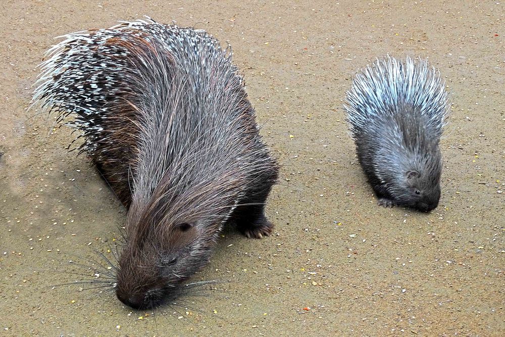 Weißschwanzstachelschwein mit Nachwuchs (Neuwieder Zoo)