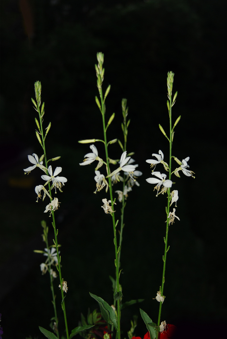 Weißse Blüte