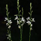 Weißse Blüte