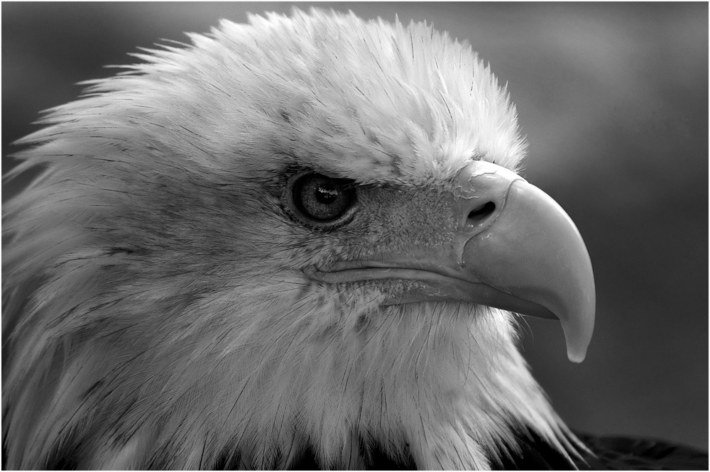 Weißskopfseeadler