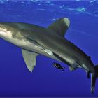 Weißspitzen Hochsee Hai