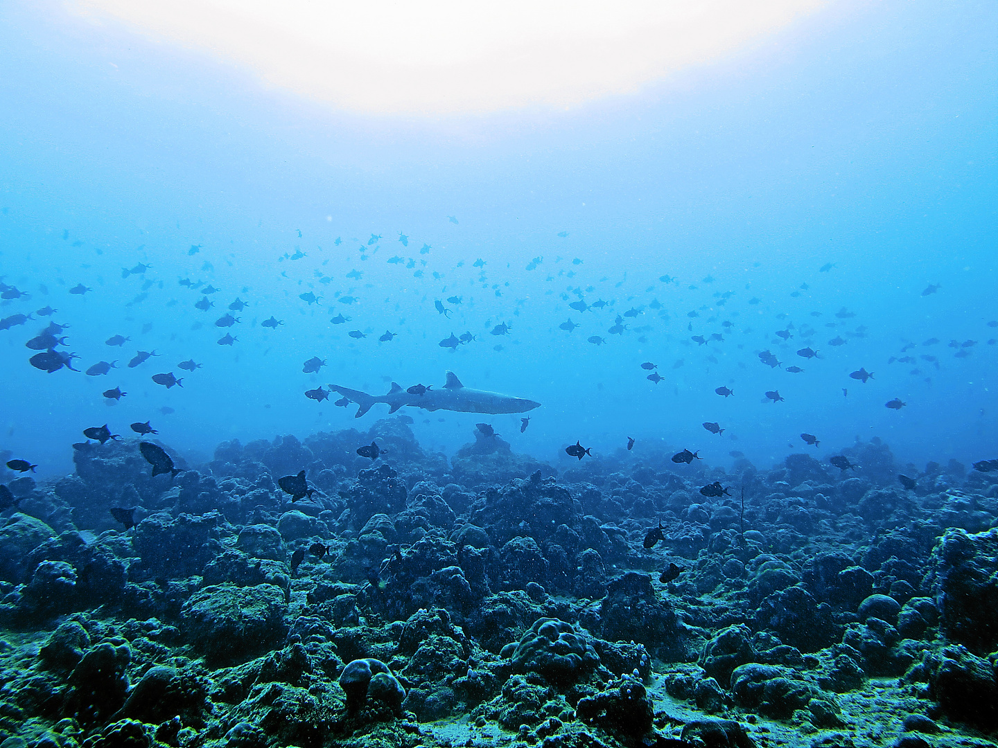 Weißspitzen-Riffhai am Kagi Kuda Kandu, Nord Male Atoll, Malediven