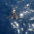 Weißspitzenriffhai im Roten Meer