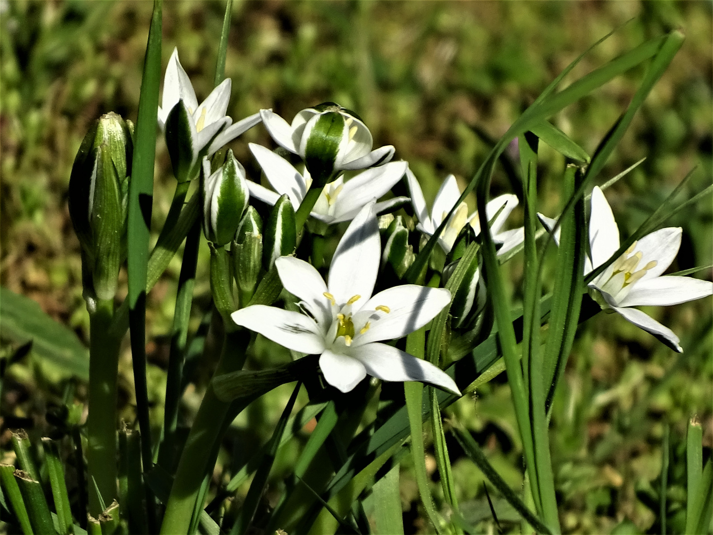 Weißsterne als Mittwochsblümchen