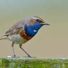 Weißsternige Blaukehlchen...