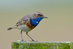 Weißsternige Blaukehlchen...