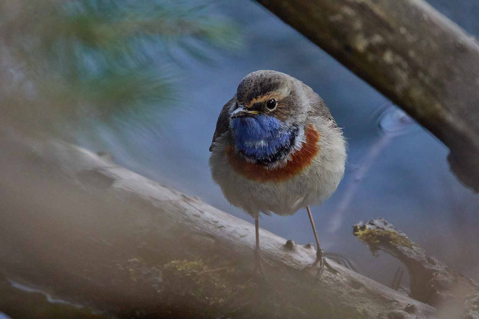 Weißsterniges Blaukehlchen