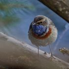 Weißsterniges Blaukehlchen