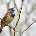 Weißsterniges Blaukehlchen