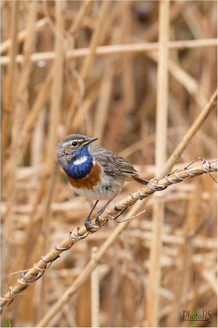 Weißsterniges Blaukehlchen