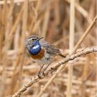 Weißsterniges Blaukehlchen