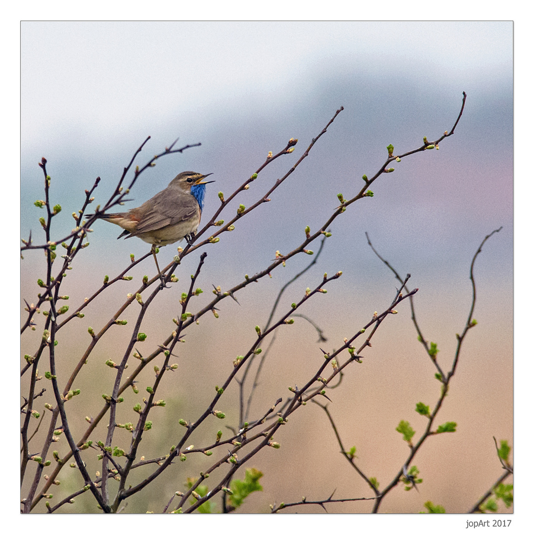 Weißsterniges Blaukehlchen...