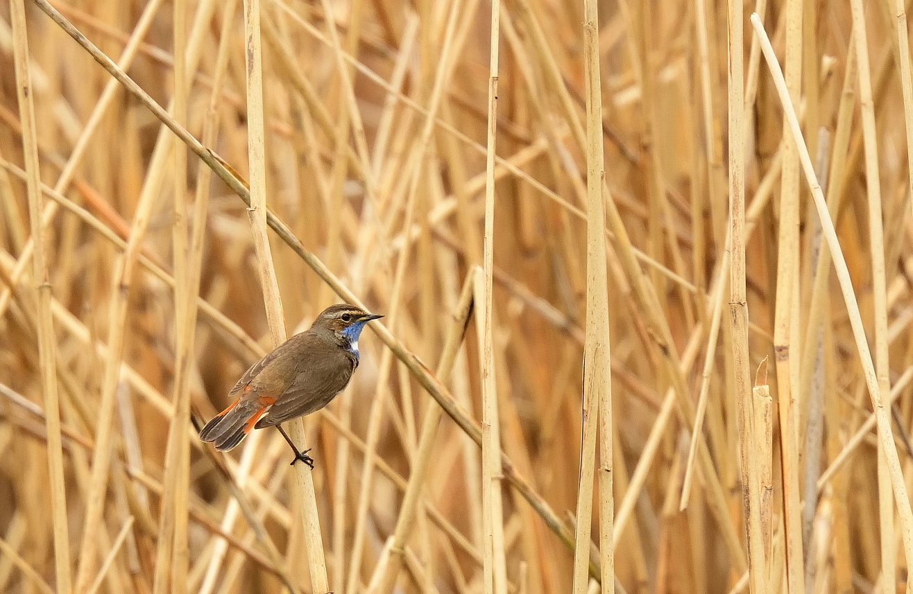 Weißsterniges Blaukehlchen