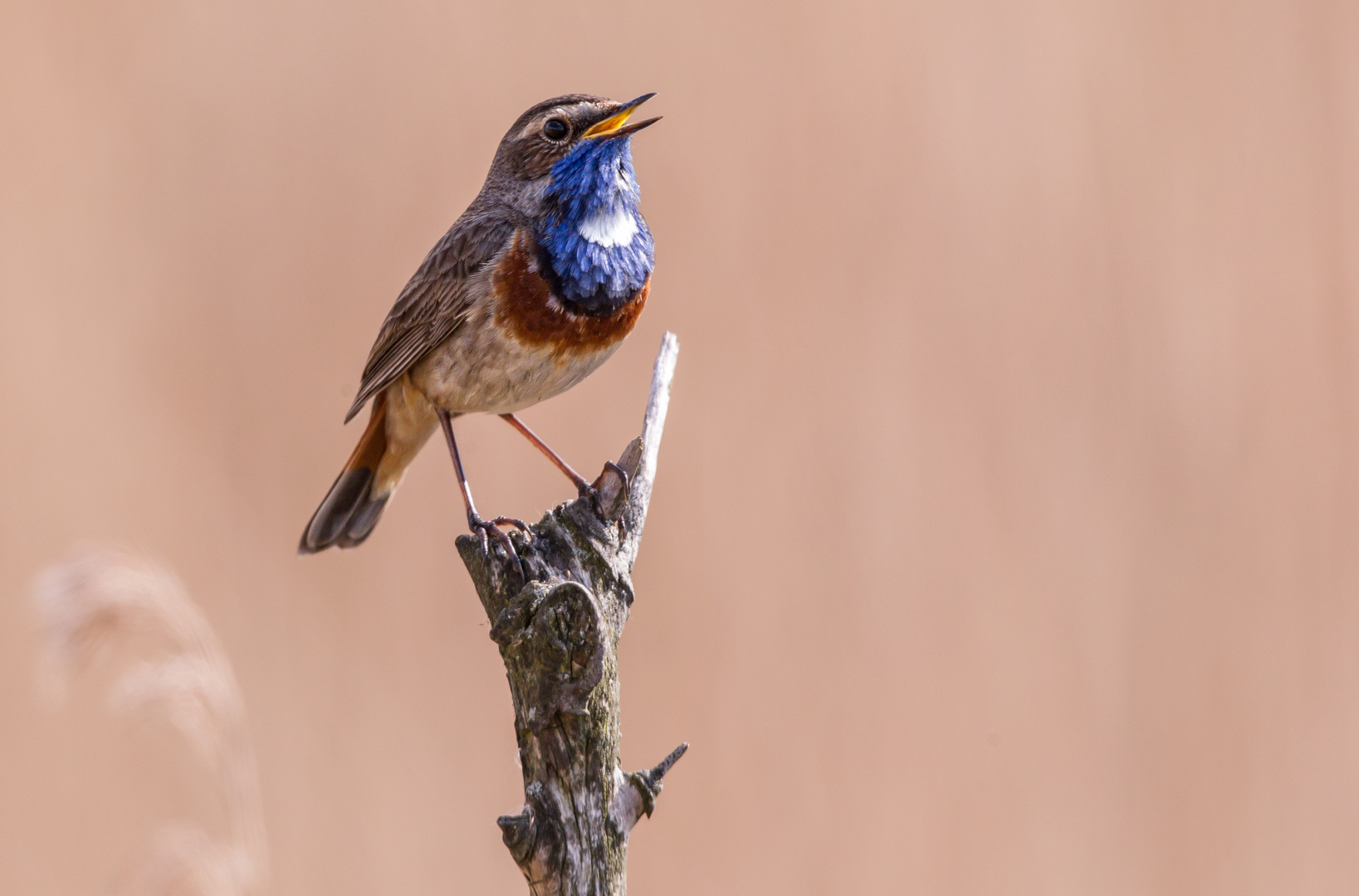 Weißsterniges Blaukehlchen