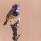 Weißsterniges Blaukehlchen