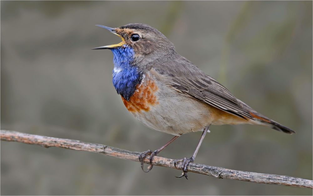 Weißsterniges Blaukehlchen